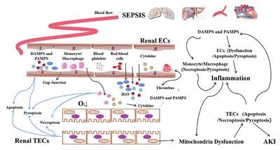 The Programmed Cell Death of Macrophages, Endothelial Cells, and Tubular Epithelial Cells in Sepsis-AKI